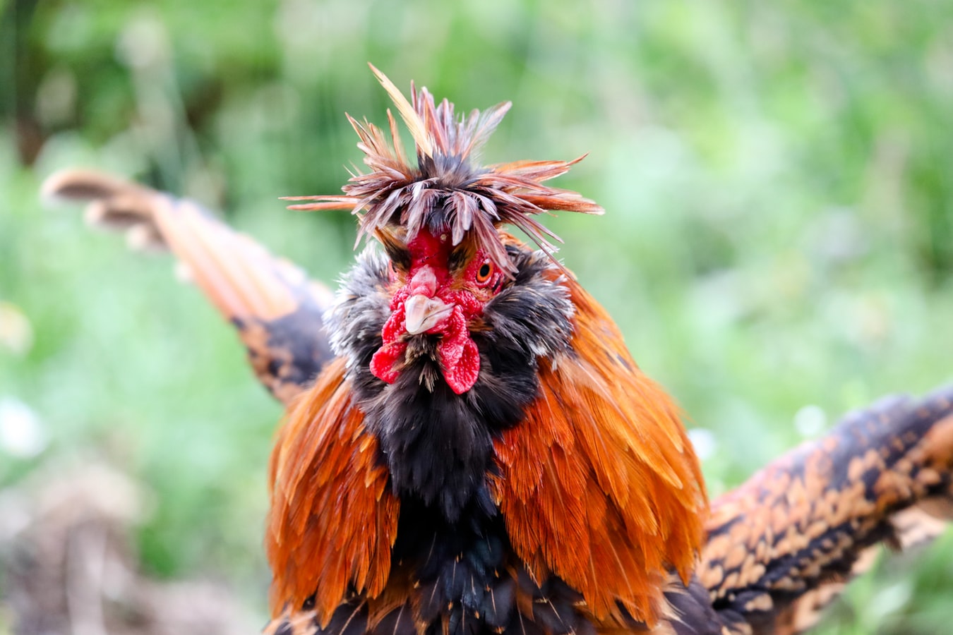 Menerapkan Aturan Pertaruhan dalam Sistem Judi Sabung Ayam Online