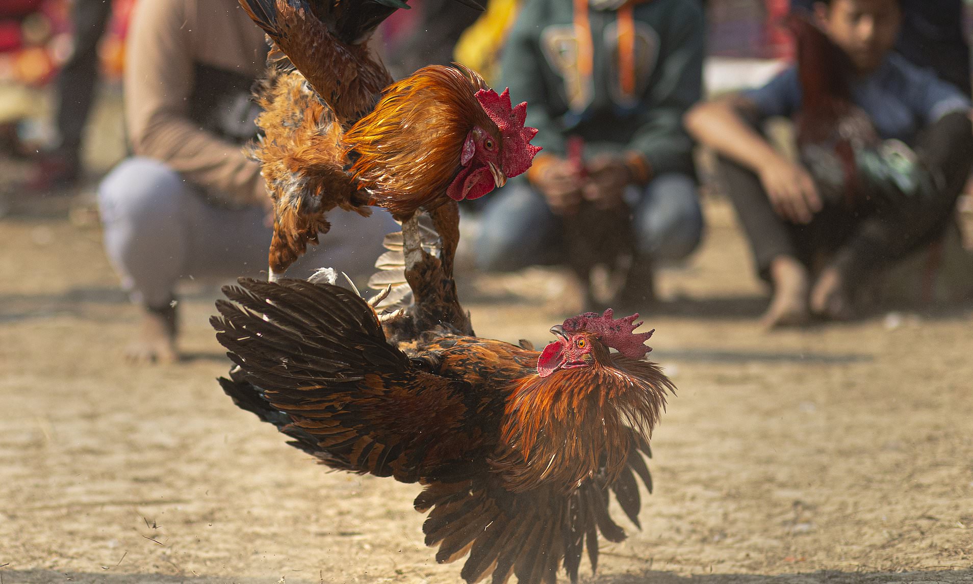 Mengapa Memilih Situs Judi Sabung Ayam SV388?