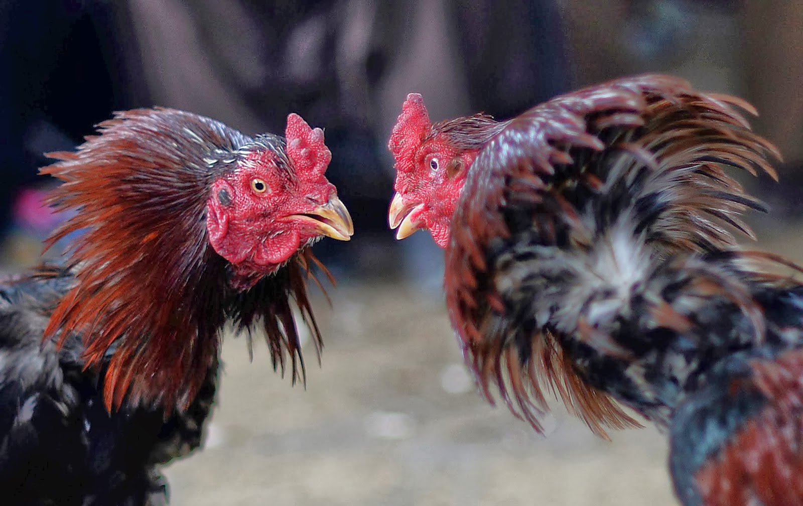 Beberapa Alasan Bermain Sabung Ayam Untuk Anda